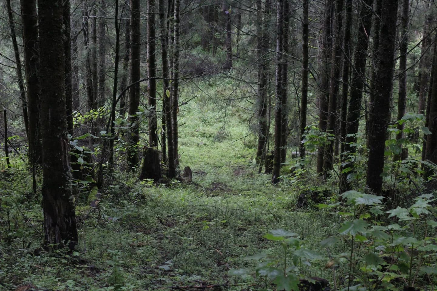 Bosque de montaña observado durante una caminata micocultural