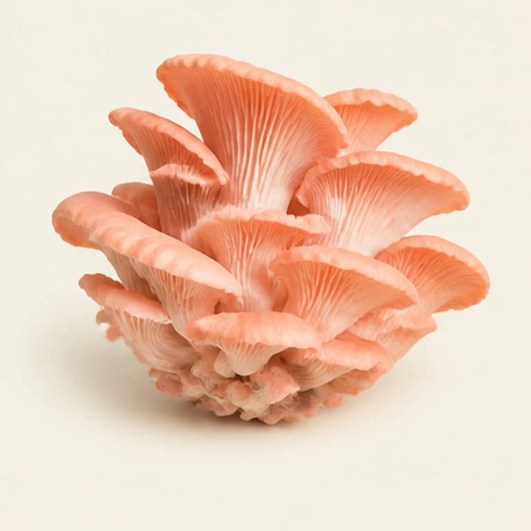 Representación fotográfica de un racimo de setas ostra rosas sobre fondo crema