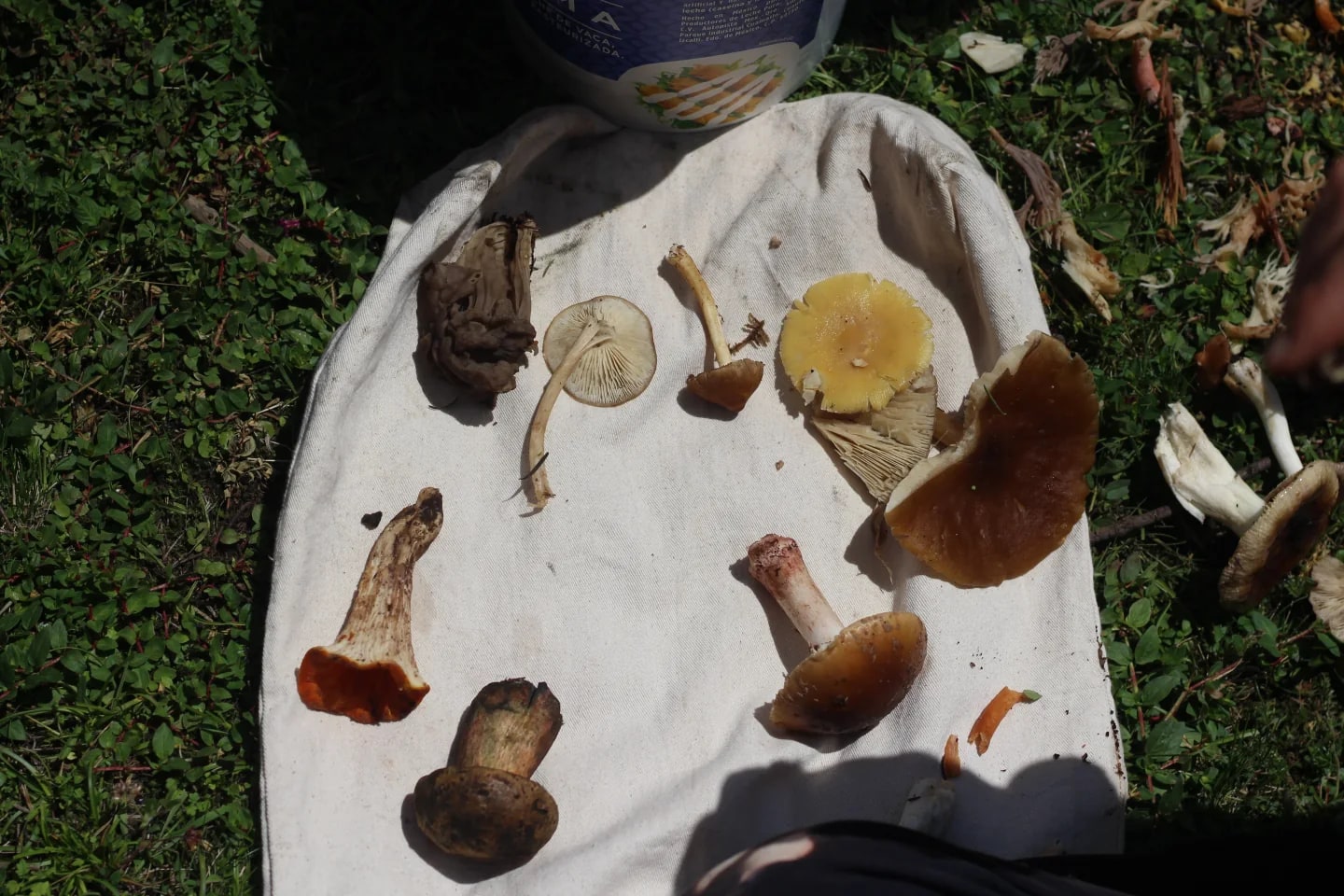Hongos observados y organizados sobre una tela durante un registro de campo del archivo propio