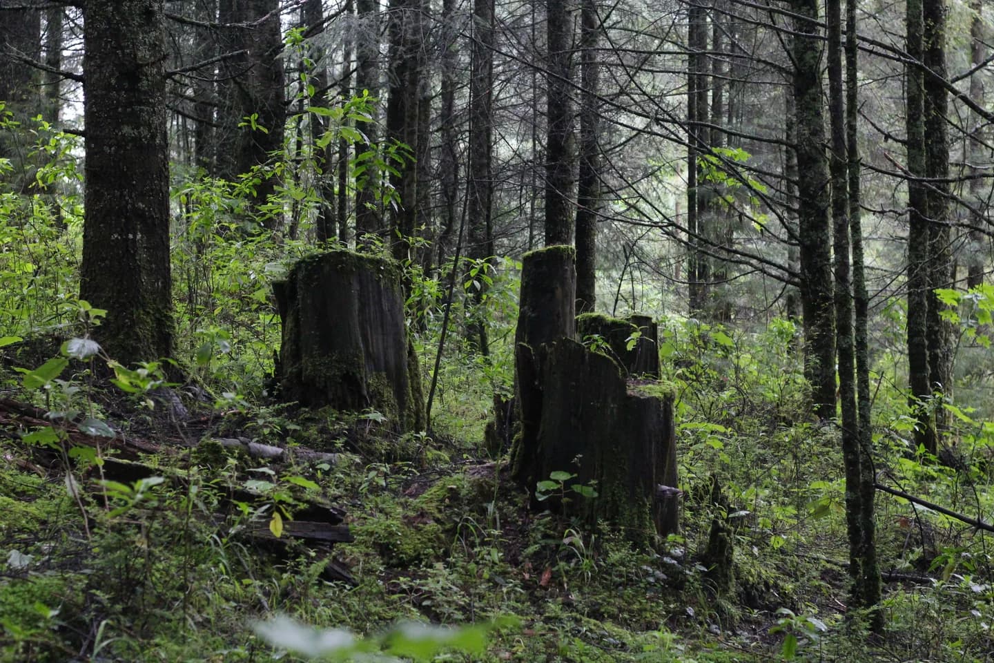 Suelo, madera en descomposición y vegetación en el bosque