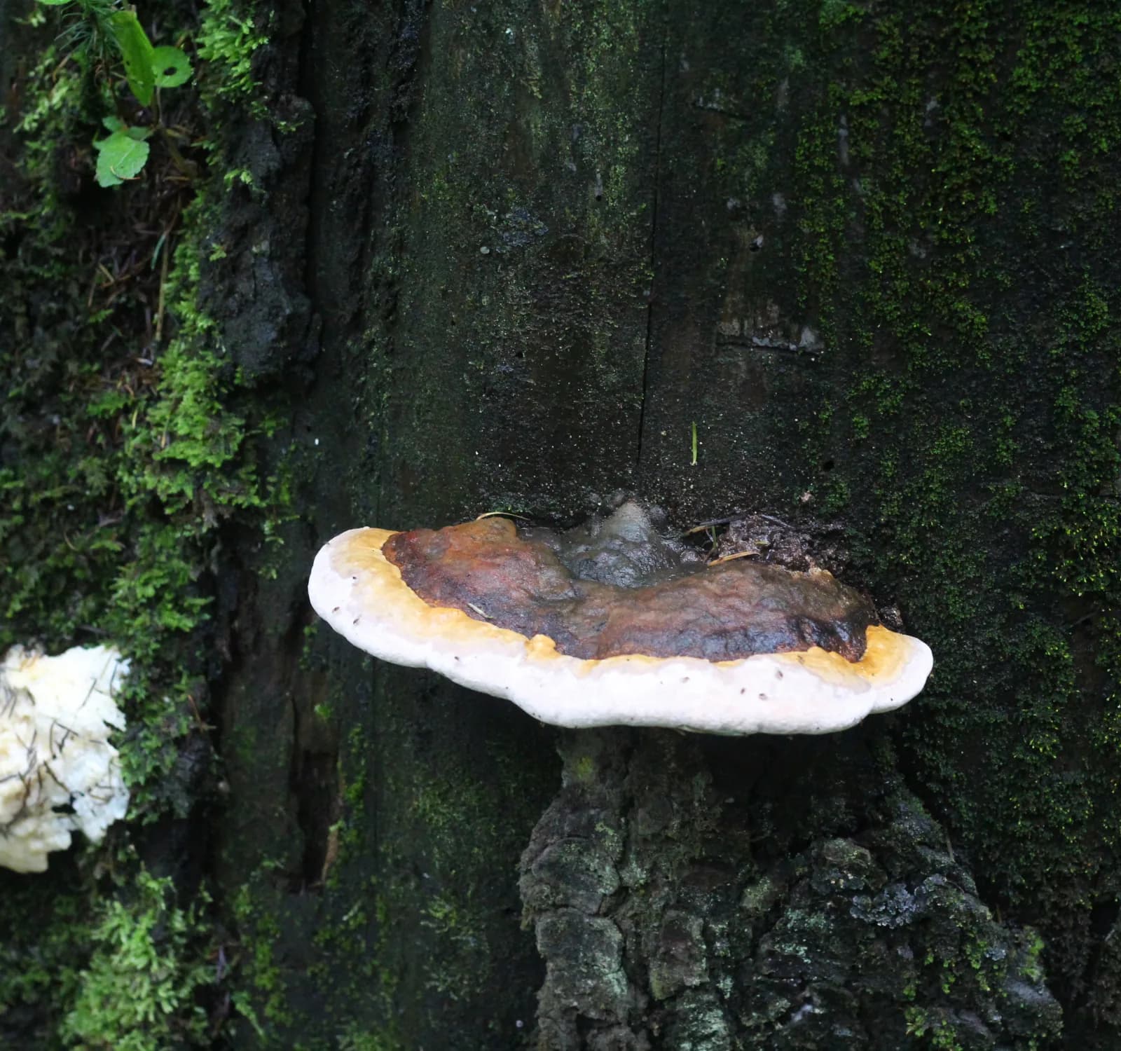 Hongo descomponedor creciendo sobre madera en el bosque