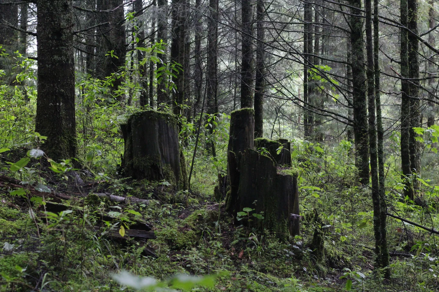 Suelo, madera en descomposición y vegetación en el bosque