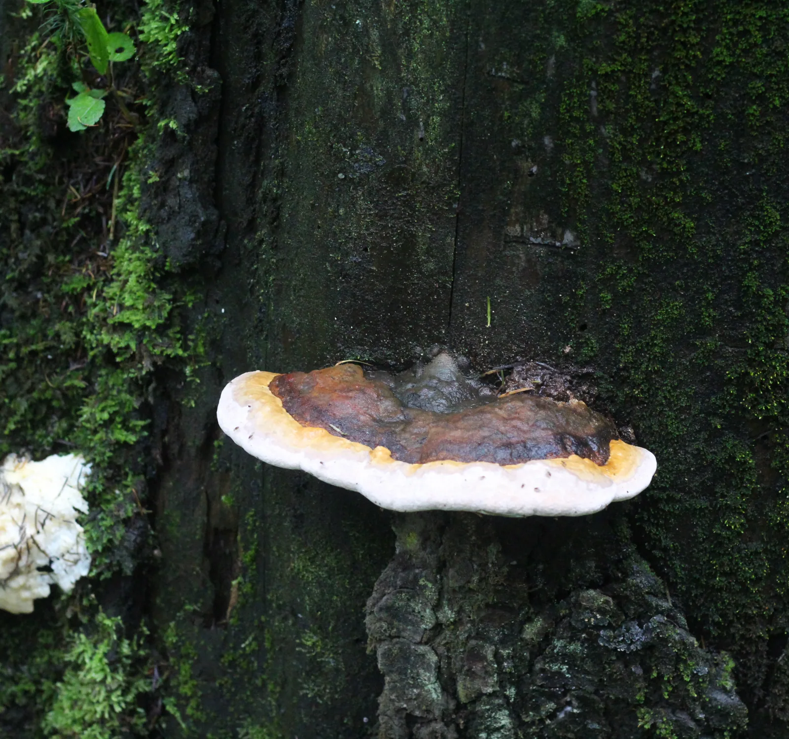Hongo descomponedor creciendo sobre madera en el bosque