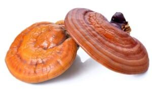 Reishi